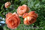 Lady of Shalott Lady of Shalott