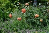 Lady of Shalott Lady of Shalott
