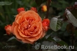 Tatton Tatton