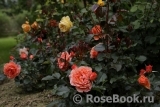 Tatton Tatton