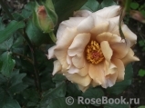 Julia's Rose Julia's Rose