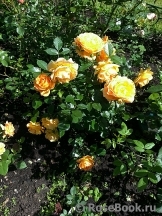 Goldelse Goldelse