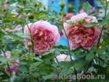 Jubilee Celebration® Jubilee Celebration®