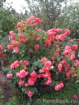 Rosarium Uetersen Rosarium Uetersen