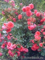 Rosarium Uetersen Rosarium Uetersen