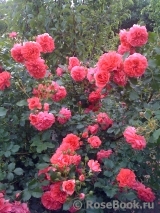 Rosarium Uetersen Rosarium Uetersen