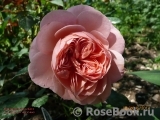 Sangerhauser Jubilaumsrose Sangerhauser Jubilaumsrose