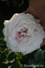 Kordes' Rosenfaszination ® Kordes' Rosenfaszination ®
