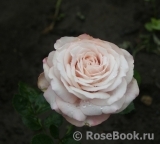 Kordes' Rosenfaszination ® Kordes' Rosenfaszination ®