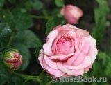 Kordes' Rosenfaszination ® Kordes' Rosenfaszination ®