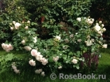 Aspirin Rose Aspirin Rose
