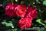 Starlet®-Rose Lola®