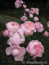 The Alnwick Rose The Alnwick Rose