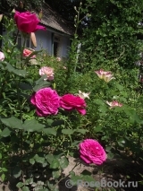 Johann Wolfgang von Goethe Rose® Johann Wolfgang von Goethe Rose®