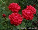 Red Intuition Red Intuition