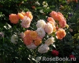 Gartenspass ® Gartenspass ®