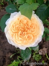 English Garden® English Garden®