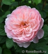 The Alnwick Rose The Alnwick Rose