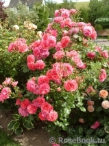 Rosarium Uetersen Rosarium Uetersen