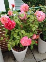 Augusta Luise Augusta Luise