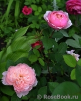 The Alnwick Rose The Alnwick Rose
