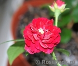 Starlet®-Rose Lola® Starlet®-Rose Lola®