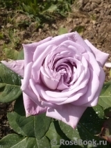 Lugdunum
