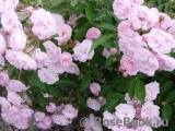 Heavenly Pink Heavenly Pink