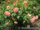 Westerland Westerland