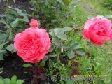 Rosarium Uetersen Rosarium Uetersen