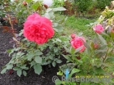 Rosarium Uetersen Rosarium Uetersen