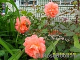Westerland Westerland