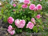 Rosenfee