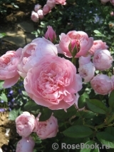 The Alnwick Rose The Alnwick Rose