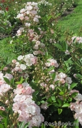 Eulalia Berridge Eulalia Berridge