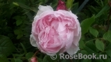 The Wedgwood Rose The Wedgwood Rose