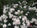 White Meidiland White Meidiland