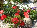 Coral Drift ® Coral Drift ®