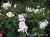Chandos Beauty Chandos Beauty