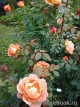 Lady of Shalott Lady of Shalott