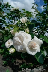Aspirin Rose Aspirin Rose