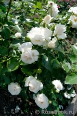 Aspirin Rose Aspirin Rose