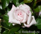 Rosa Belmonte Rosa Belmonte