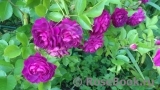 Bleu Magenta Bleu Magenta