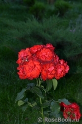 Alain Alain