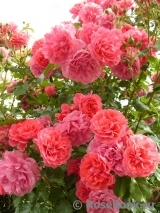 Rosarium Uetersen Rosarium Uetersen