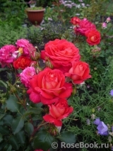 Midsummer Midsummer