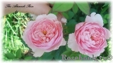 The Alnwick Rose The Alnwick Rose