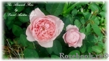 The Alnwick Rose The Alnwick Rose
