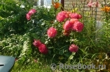 Midsummer Midsummer